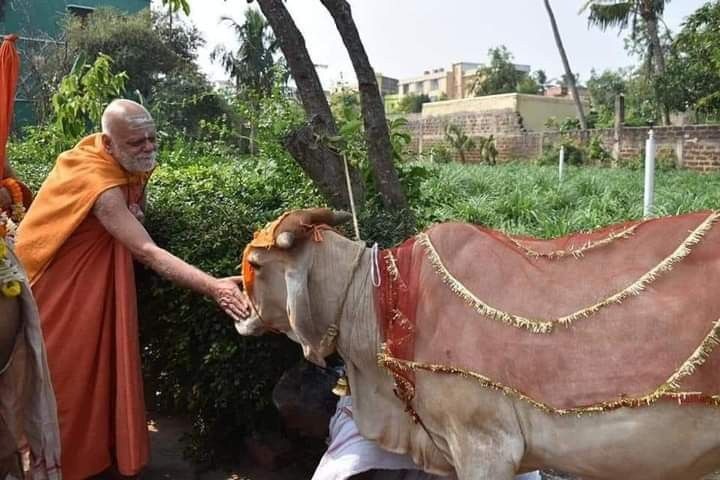Shankaracharya with Gau Mata at Govardhan Gaushala
